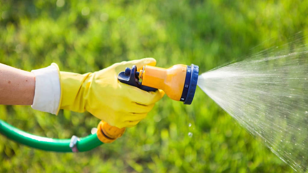 person guarding plants with water