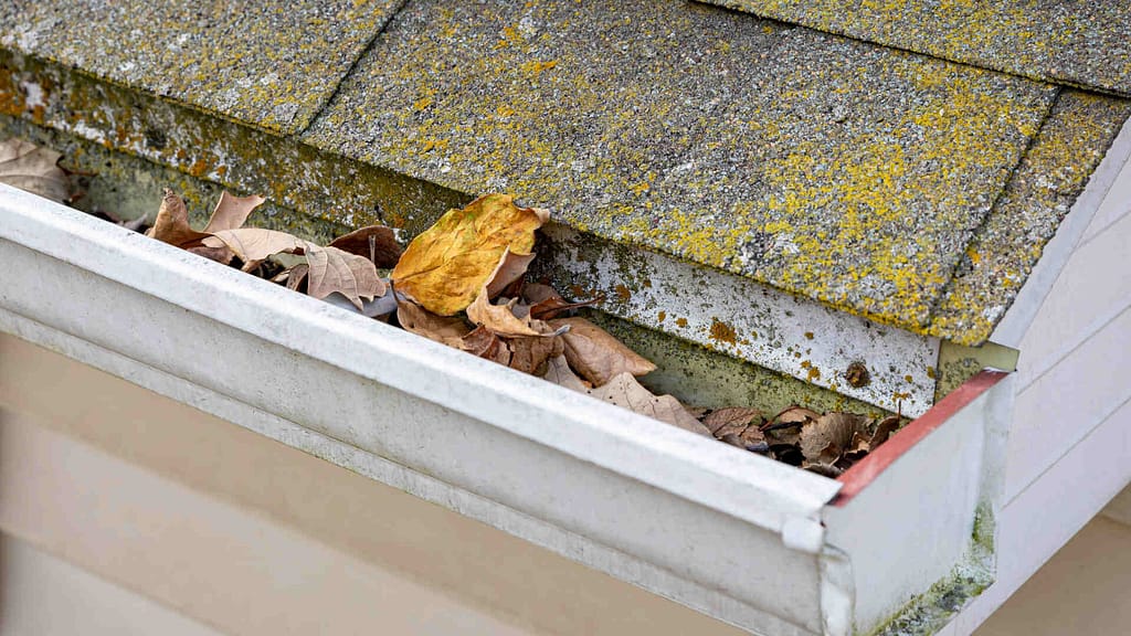 gutter with leaves and molds