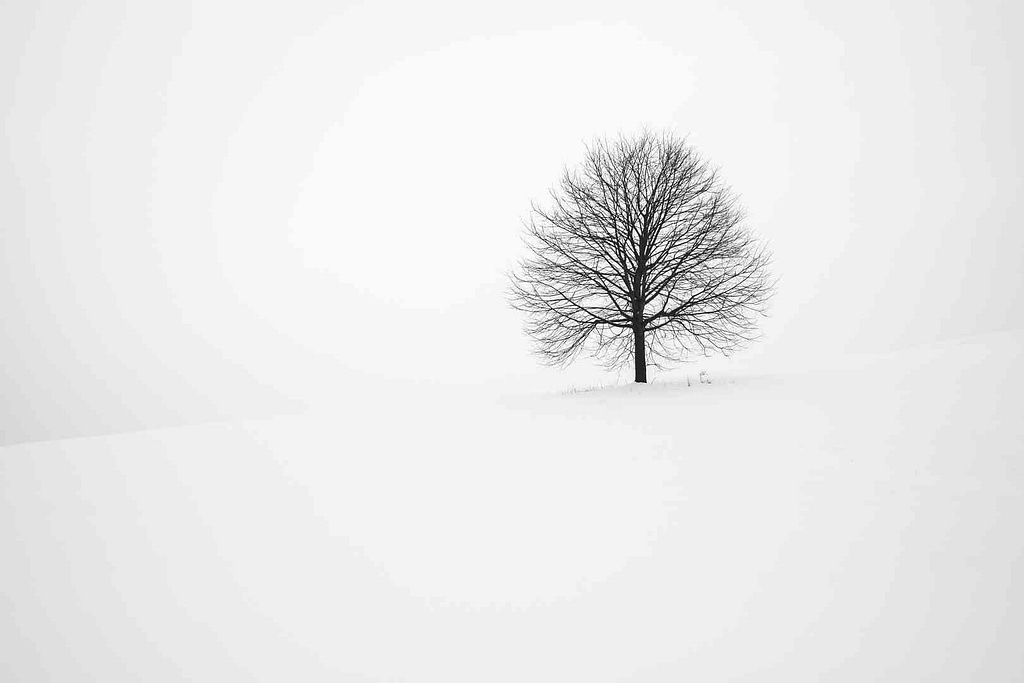 A large tree in a snow covered field with no leaves